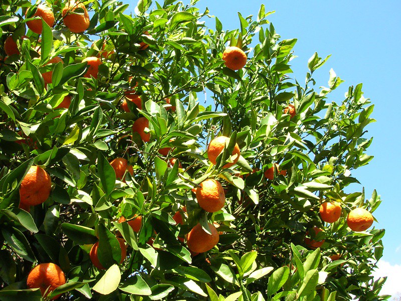Catadores de laranja recebem benefício durante entressafra em