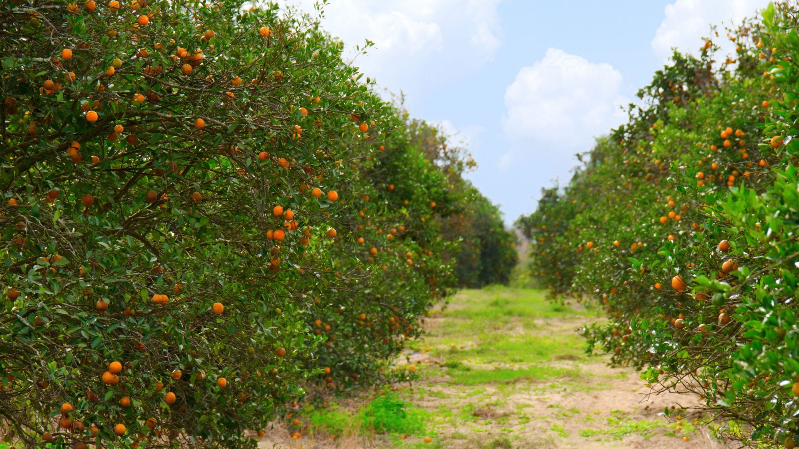 Catadores de laranja recebem benefício durante entressafra em